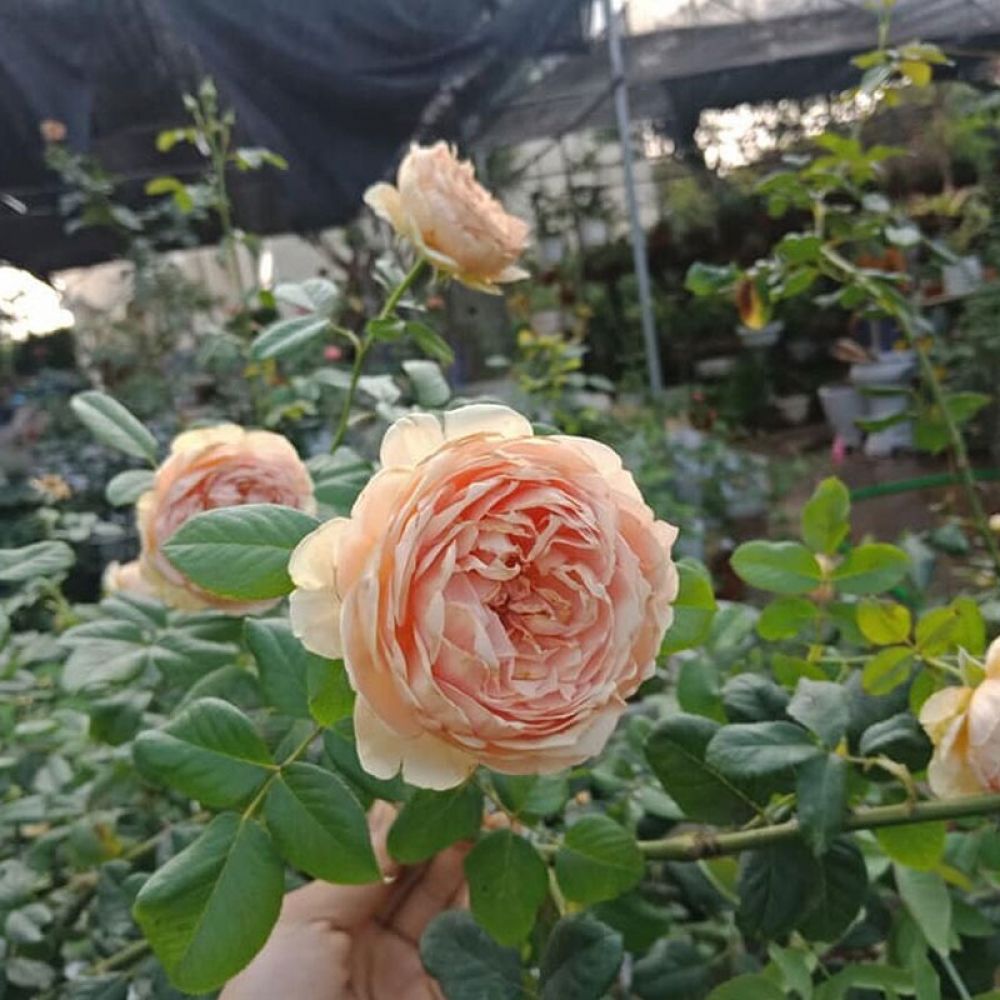Hoa hồng Masora