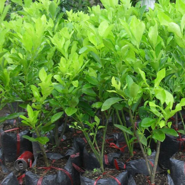 Vườn ươm cây xanh