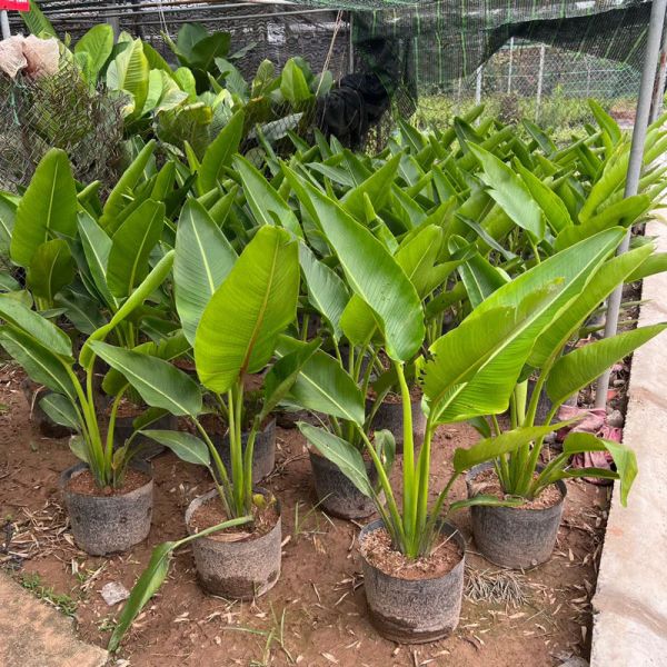 Cây chuối rẻ quạt