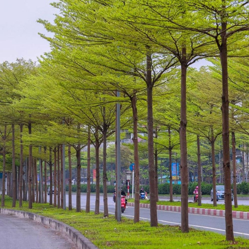 Cây bàng đài loan