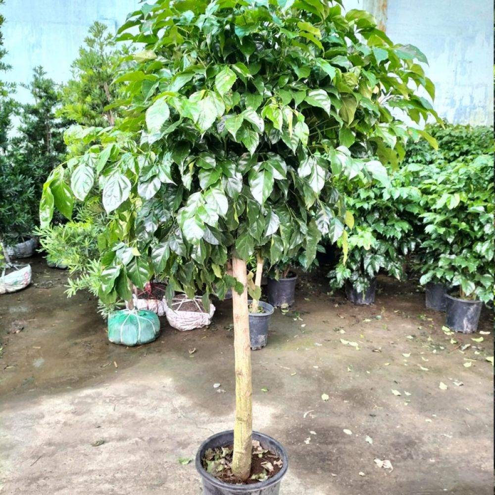 Cây hạnh phúc