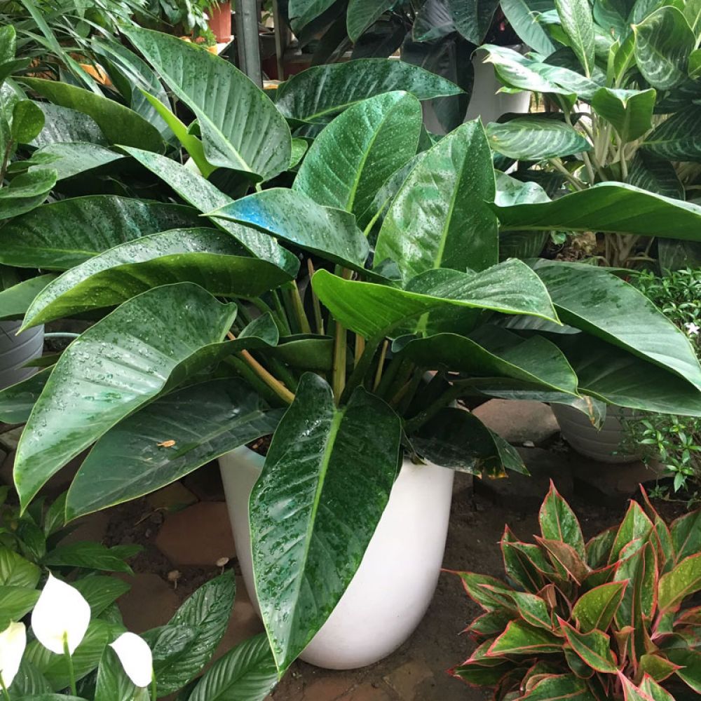 Cây đại đế