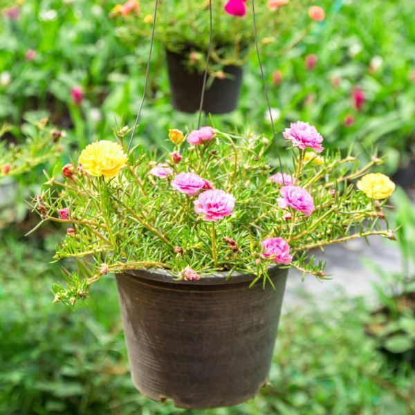Cây mười giờ treo