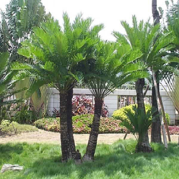 Cây sơn tuế