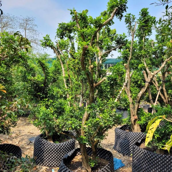 Cây nguyệt quế