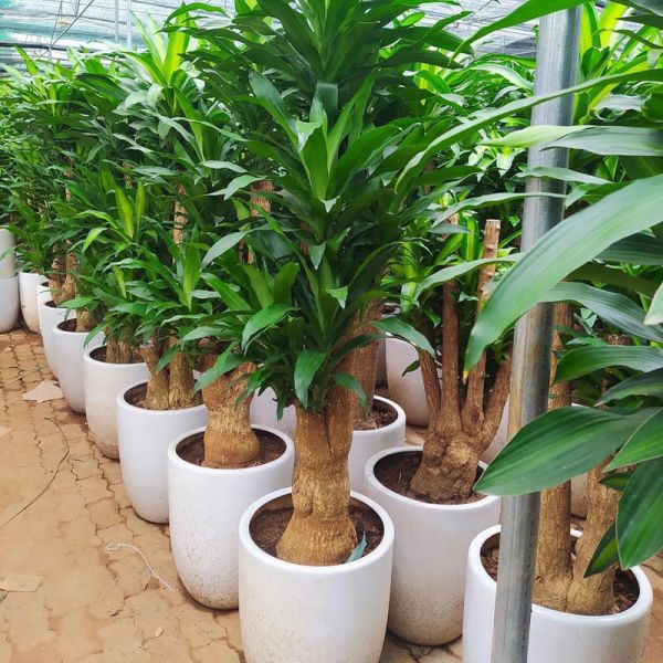 Cây thiết ngọc lan