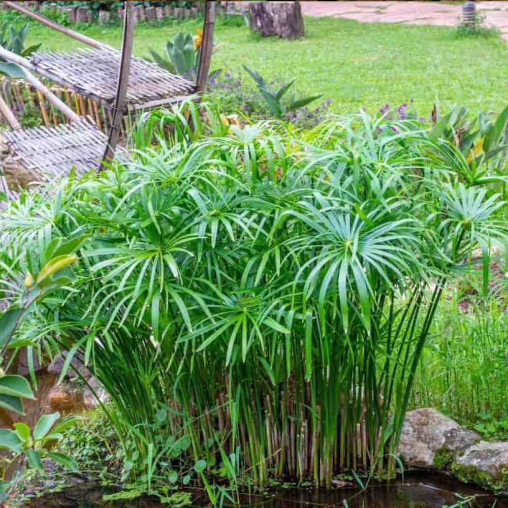 Cây thủy trúc