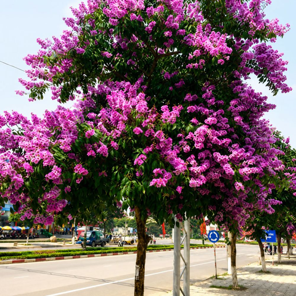 Cây bằng lăng