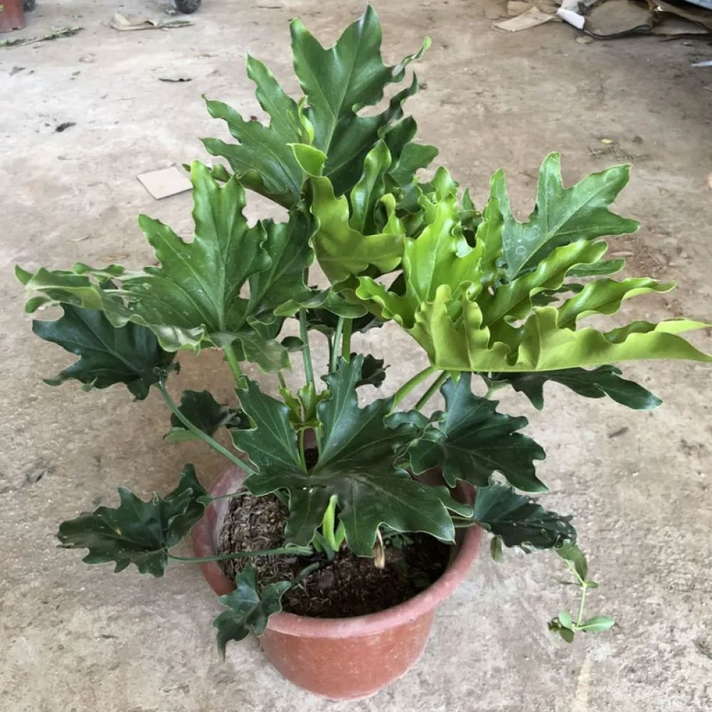 Cây trầu bà thanh xuân