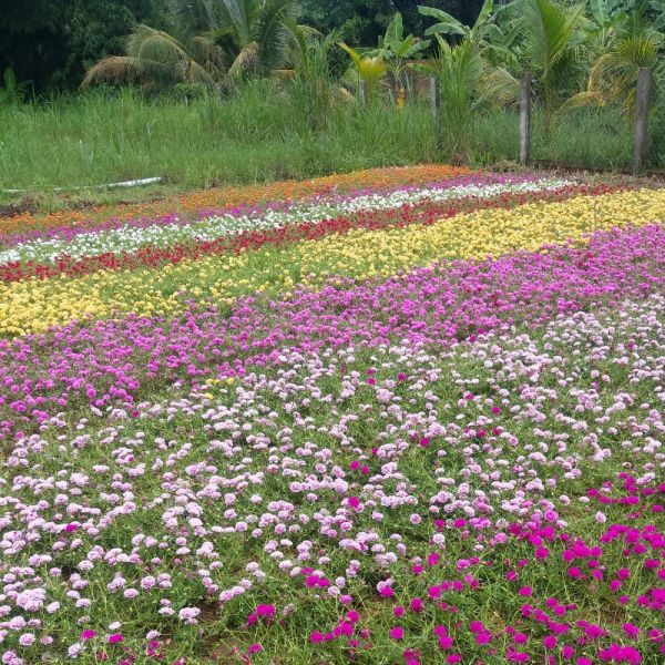 Cây hoa mười giờ