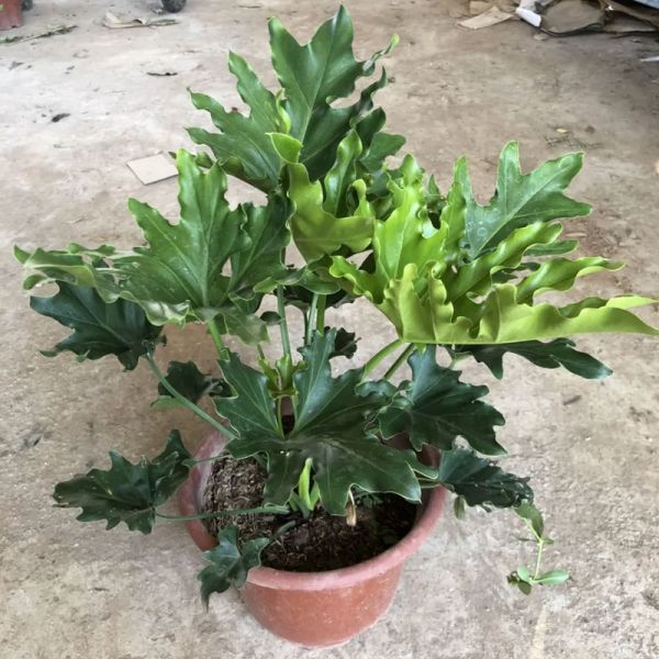 Cây trầu bà thanh xuân