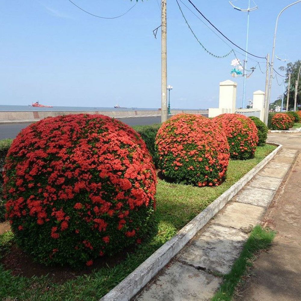 Cây trang thái