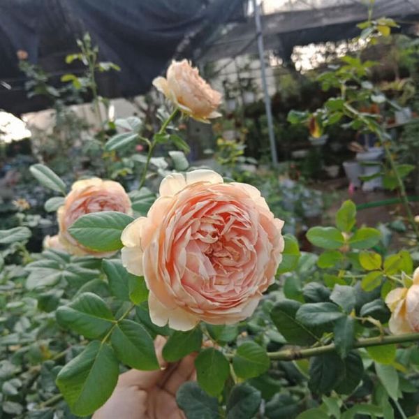 Hoa hồng Masora