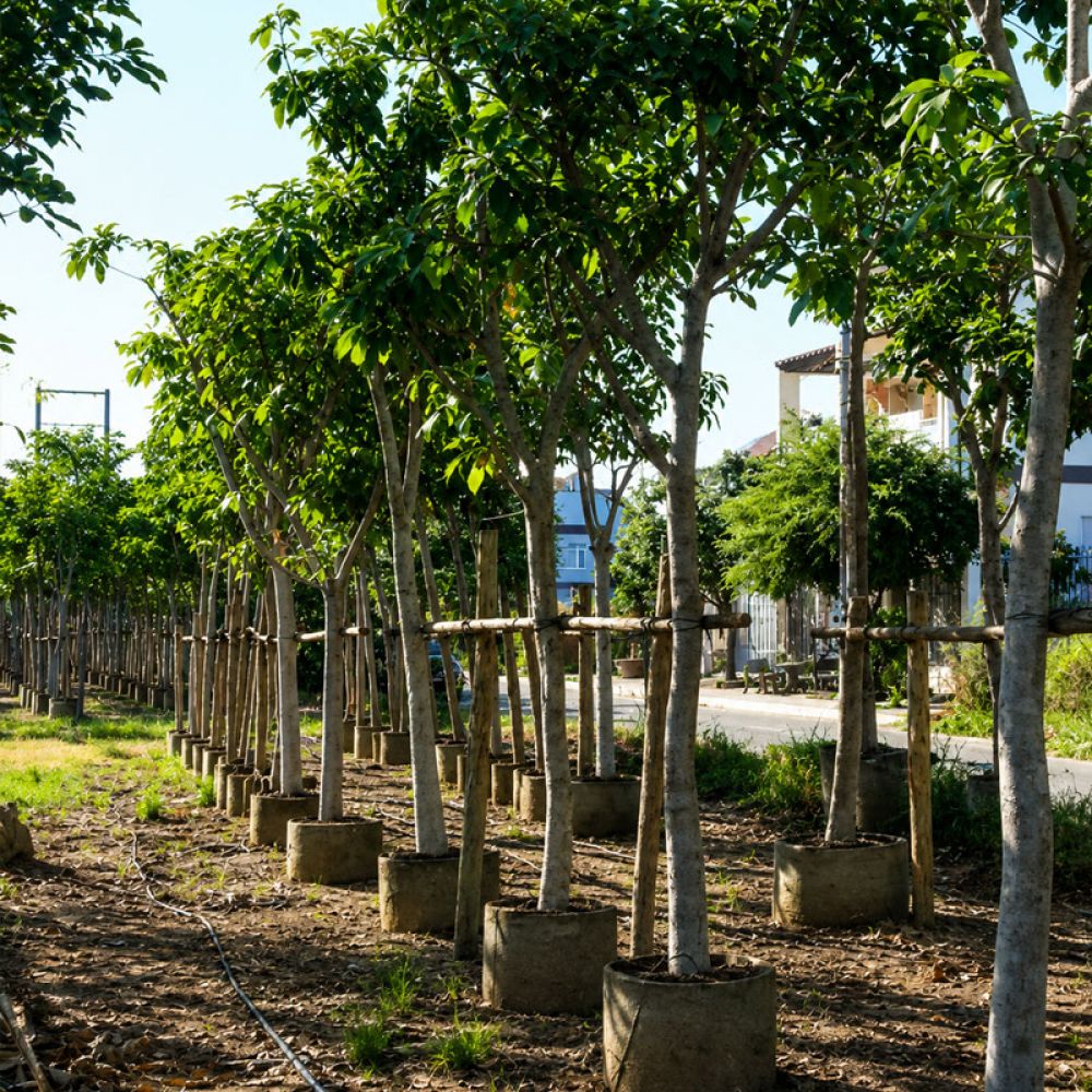 Cây lộc vừng