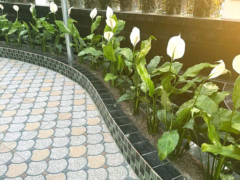 Không gian sống trong lành hơn với 5 loại cây nội thất đẹp mắt